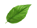 Green leaf